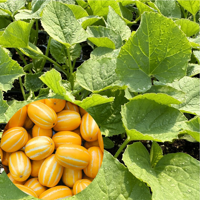 새마을총각 참외모종 벌꿀참외 꿀 고당도, 2개