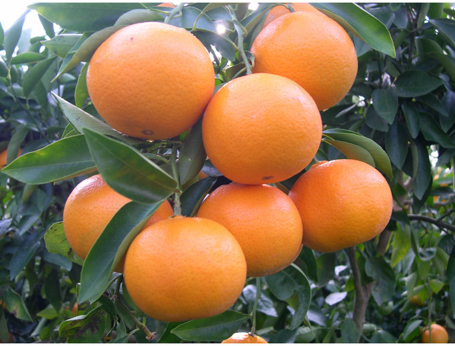 [제주한라농원]4년생 세미놀나무/ 제주토종감귤 포트묘 영양제 관리요령 증정, 1개, 혼합