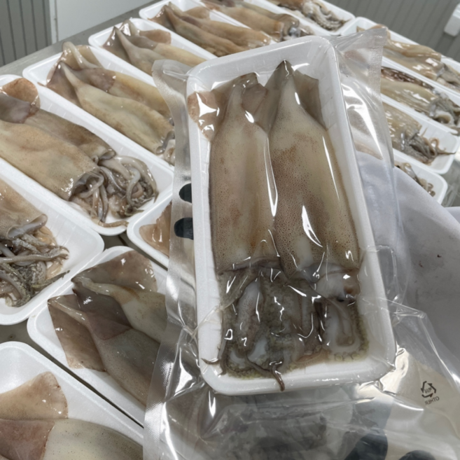 당일조업 손질 오징어, 1박스, 500g (2미)