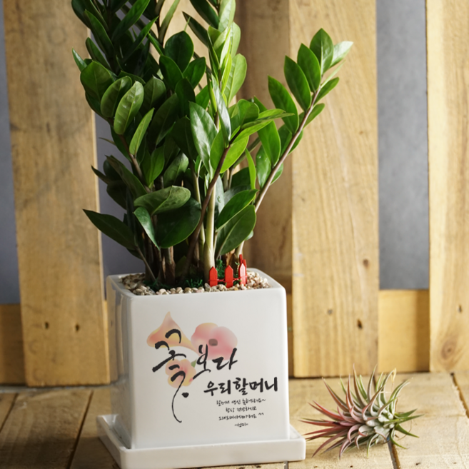 화분이야기 꽃보다OOO 맞춤문구 중형화분 승진 개업 집들이 축하 안시리움, 금전수, 1개