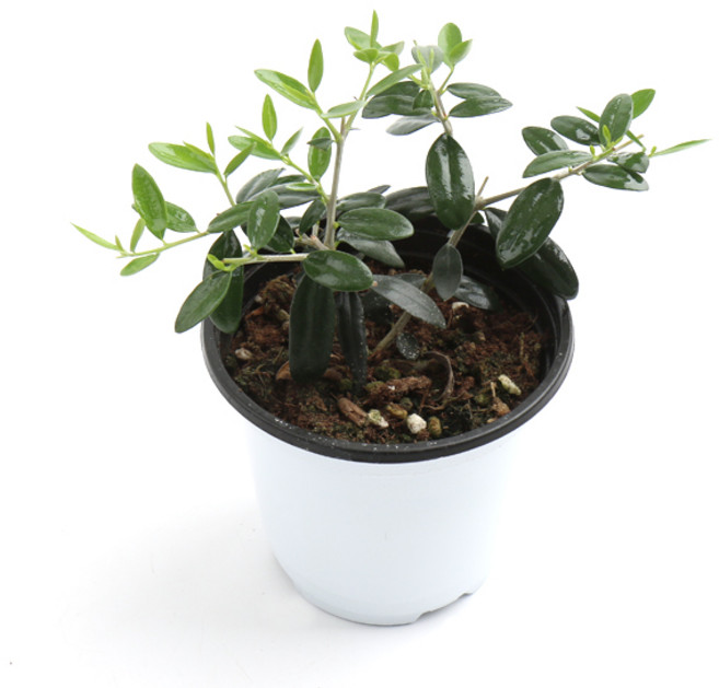 갑조네 올리브나무(소품), 단일, 1개