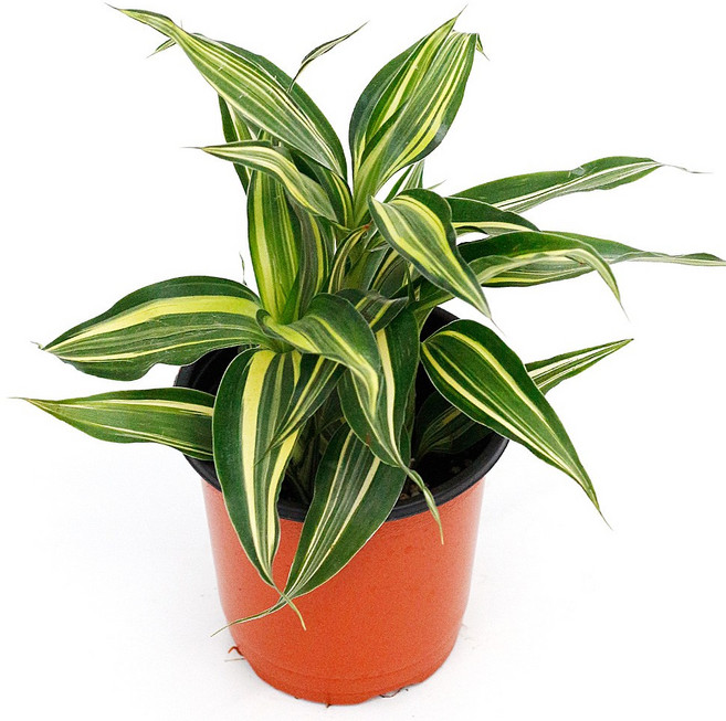 실내공기정화식물 120종 꽃 화분 미세먼지제거 아레카야자 해피트리 금전수, 모종포트, 빅토리아, 1개