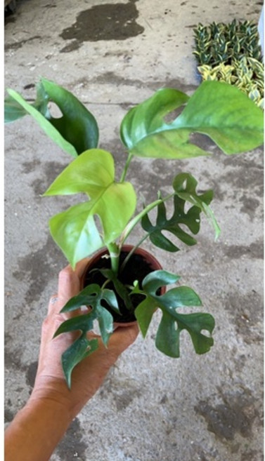 霏霏園藝 藍龜背芋 5吋盆栽, 1個