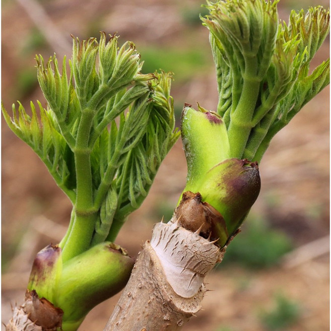 참두릅 500g 1팩 2026년 봄 제철 두릅, 1개