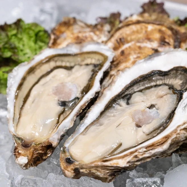 [산지직송] 통영 제철 신선한 삼배체굴, 1박스, 3kg(9~15미내외)