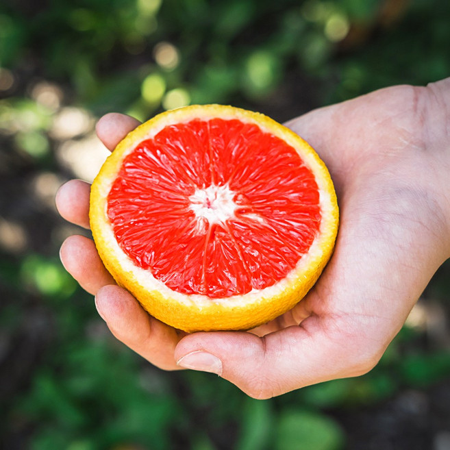 16Brix 초고당도 카라카라 오렌지, 1박스, 대과 5과