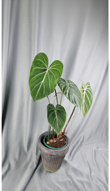 서비내 필로덴드론 글로리오섬 Philodendron gloriosum 희귀식물 인테리어 플랜테리어 인기식물 공기정화식물, 1개