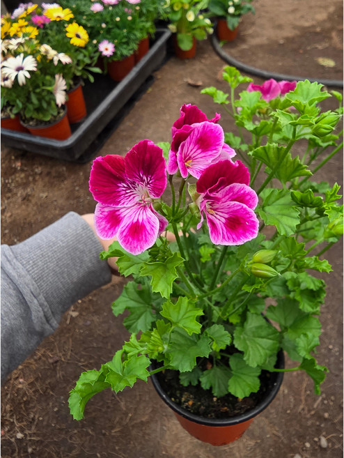 레이디뷰트 리갈제라늄 대품 60cm전후, 랜디, 1개