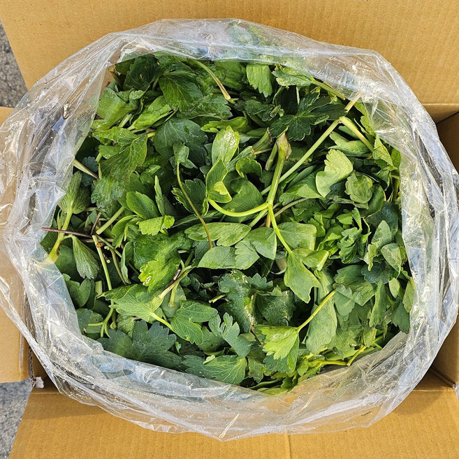 클릭마켓 해풍맞은 방풍나물 여수 영덕 자연산 노지재배 산나물 봄나물, 1개, 4kg