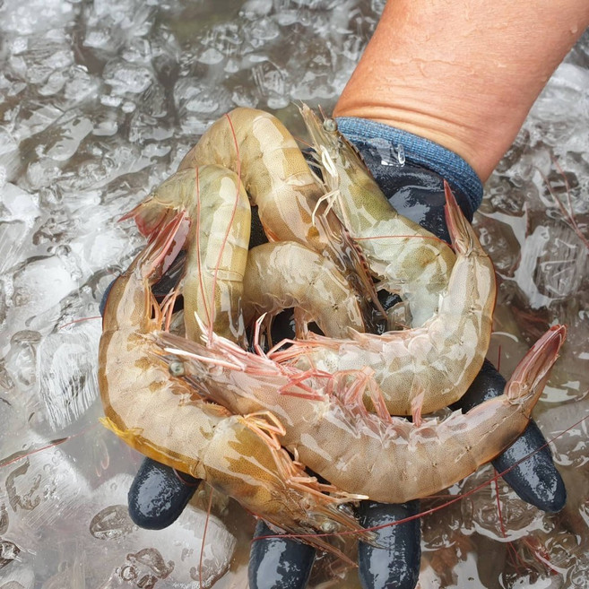 [청년새우] 왕새우 신안새우 흰다리새우 산지직송 [급냉], 1박스, 2kg (60~70미 내외)