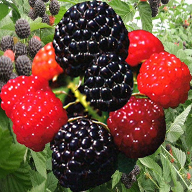 2025년 특품 햇 토종 복분자 급냉, 1박스, 토종복분자 5kg