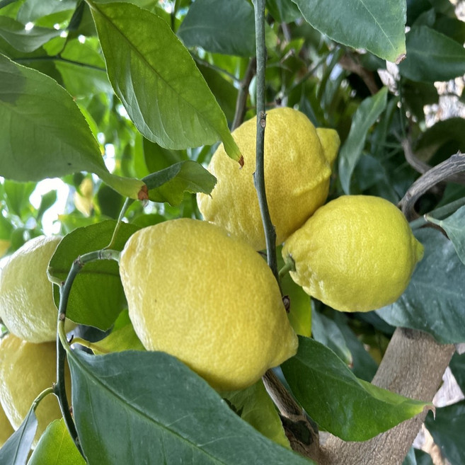 [산지직송] 국산 제주 레몬, 1개, 1.5kg (상품)