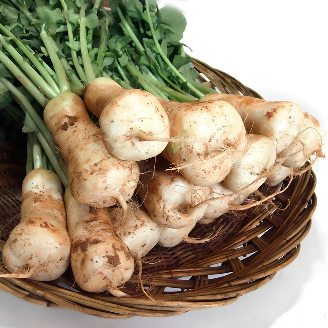 국내산 알타리 총각무 1단 1.5kg내외, 1개, 1.5kg