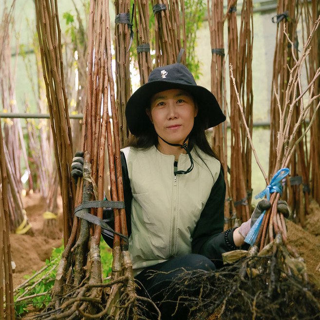 대봉 대왕대봉(야오끼) 단감(감풍 태추 부유 차량) 곶감(둥시 반시감) 감나무 판매합니다., 1개, 대봉감 중묘