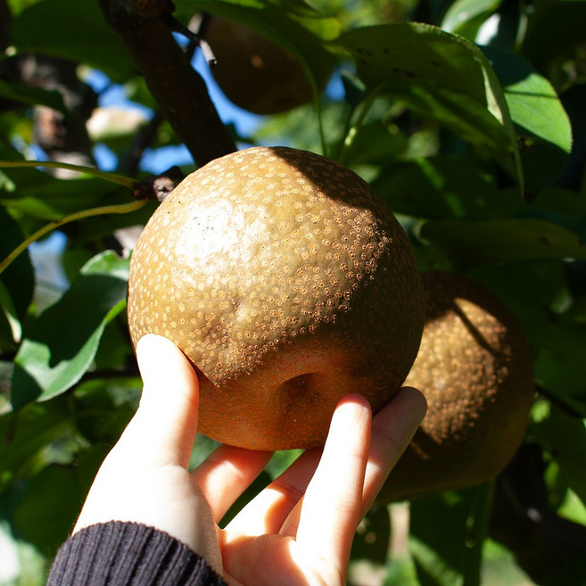 광양 돌배 참돌배, 1개, 광양 참돌배 3kg