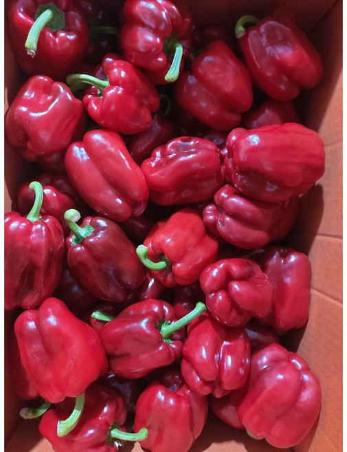 국내산 단단한 홍피망(업소용) 5kg, 1개