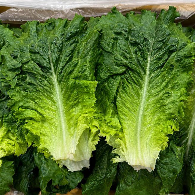 농진사 로메인 청상추 국내산 특 샐러드채소, 1개, 4kg