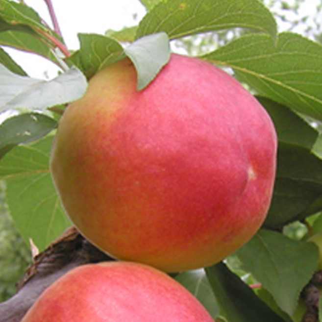 [충북농원] 하모니 플럼코트 (자두+살구) 나무 묘목 - 분묘 결실주, R2/분, 1개