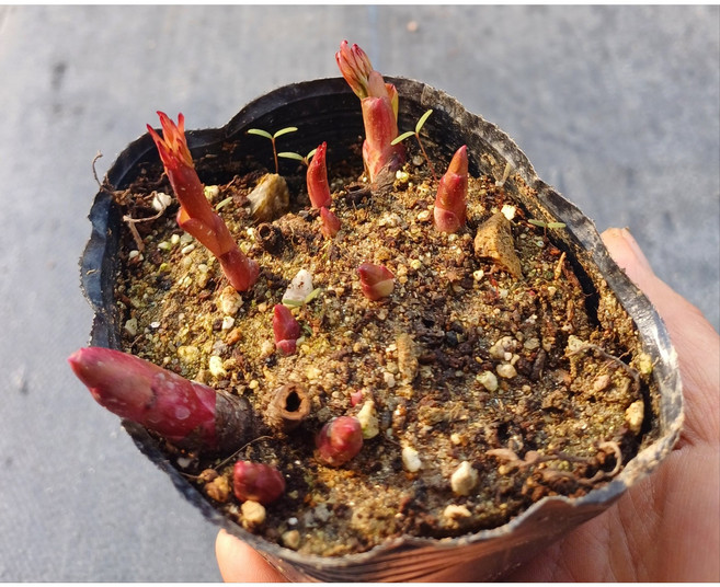 행복한꽃순이//토종작약/노지월동, 1개, 1개