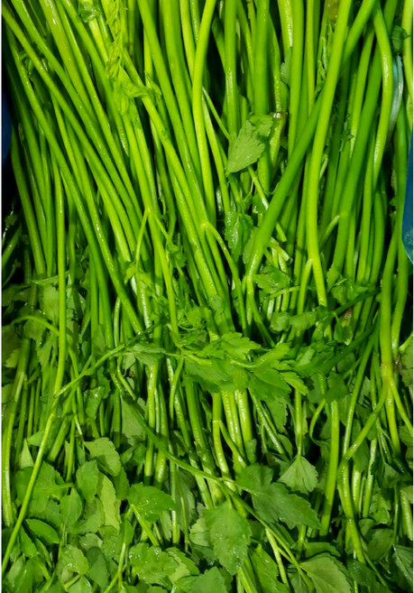 국내산 전라도 산지직송 싱싱 돌 미나리 1kg 4kg (박스포함) 알뜰농장, 최상품4kg, 1개