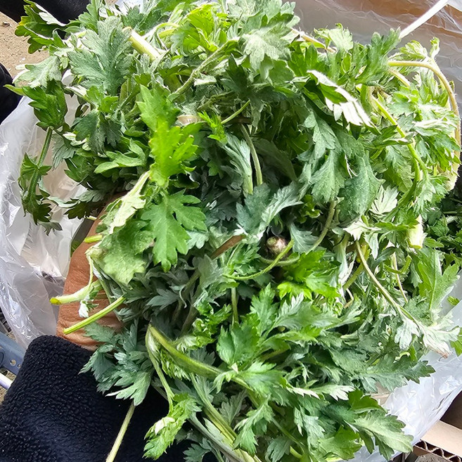 국내산 당일새벽 수확 손질 생 햇 쑥 국 버무리 무침 전 튀김 봄나물 500g, 1