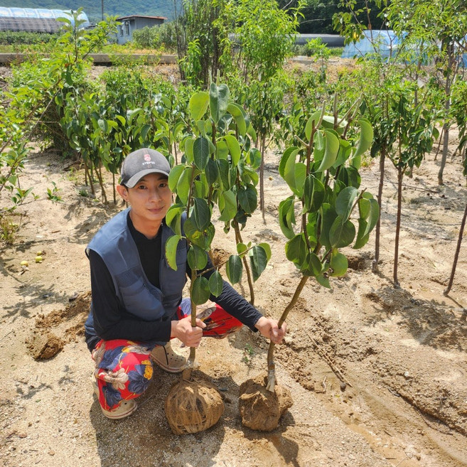 배나무 묘목 접목 돌배나무 2.5-3년생 4년생, 돌배나무 접목2.5-3년 분묘