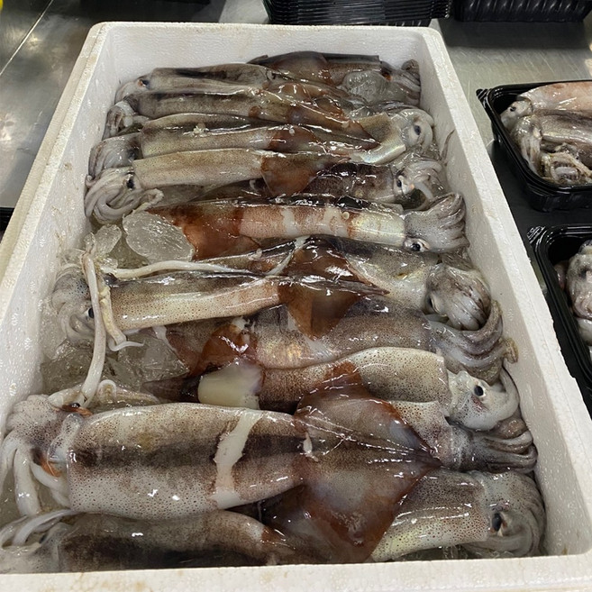 국내산 통찜용 오징어 / 동해안 자연산 생물급 급냉 / HACCP 인증, 1개, 2Kg (14~16미)