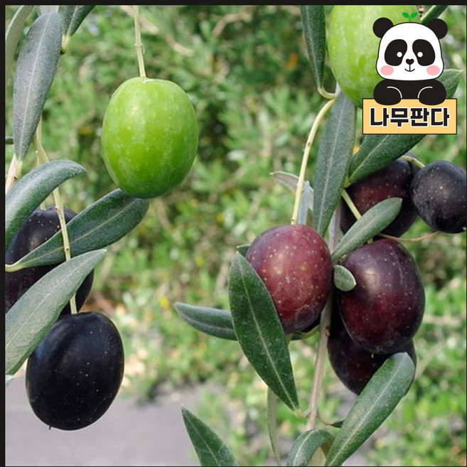 (나무판다) 올리브 나무 묘목 5치포트 시리즈, 1. 씨프레시노 5치포트, 1개