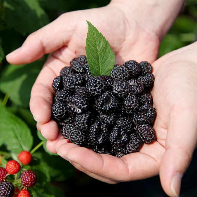 고창 토종 복분자 2.5kg 5kg 10kg 특상품 냉동 포장, 특품 1kg(트레이포장), 1개