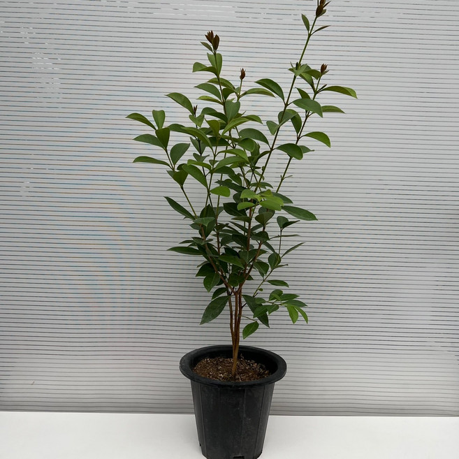 [다은꽃농원]구아바 구아바 나무 유실수 키우기쉬운 실내공기정화식물 인테리어, 1개