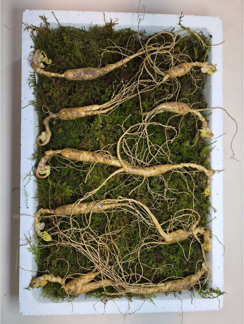 동의보감 산양삼 8년근 10뿌리/3만원 삼 산양삼 자연산 새싹삼 일반포장용, 5g, 10개