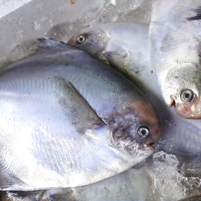 반건조 생선 병어 4-6미 남해안 제철 병어 손질 급냉 덕자 병어조림, 1개, 700g