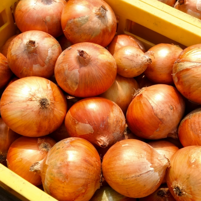 (당일경매) (당일발송) 국내산 햇 양파 (중사이즈 제철 창녕 양파)(엠제이프레쉬), 1개, 5kg(중)