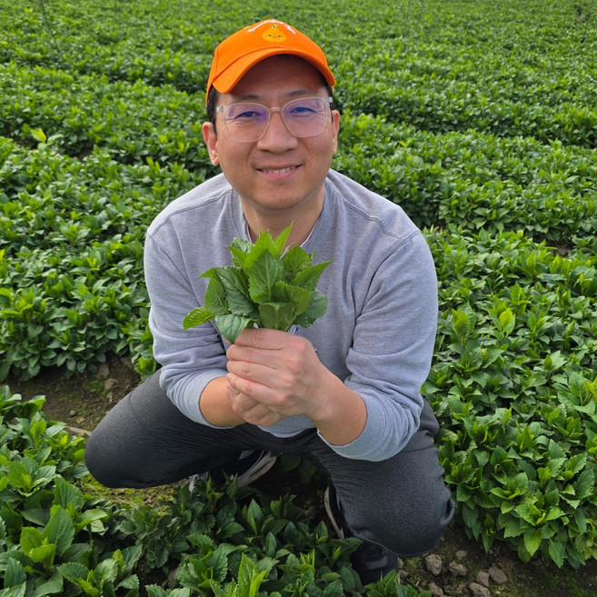 제주 애월 특품 생 취나물 부지갱이 부지깽이 2kg 4kg, 1박스