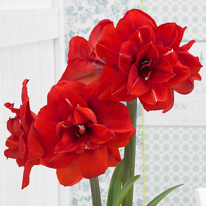 (구근) 겹아마릴리스 붉은공작 1구+홑 아마릴리스 증정 /겹꽃 춘식구근 실내월동 공기정화식물 봄꽃 플랜테리어, 1개