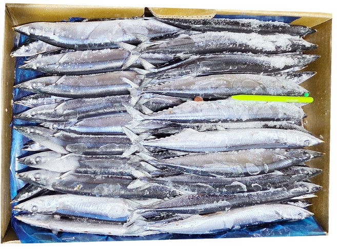 꽁치3번 9.06kg 100마리내외 구이 조림 낚시미끼 대만산, 1박스
