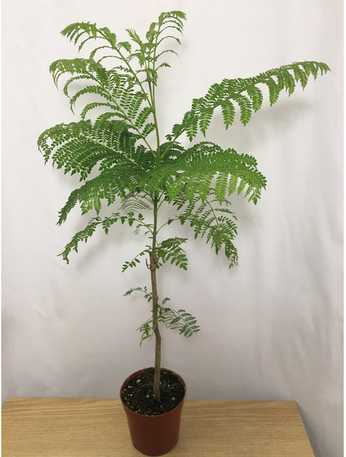 [해피그린 화원] 자카란타 자카란다 나무 실내식물 나무식물 인테리어식물 반려식물 공기정화식물 176 화원 농원, 1개, 녹색