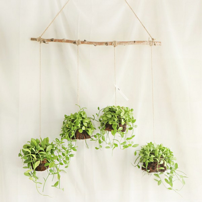 갑조네 틸란드시아 디시디아 먼지먹는식물 공기정화식물, 06 디시디아 (4개)+자작나무+가랜드마끈