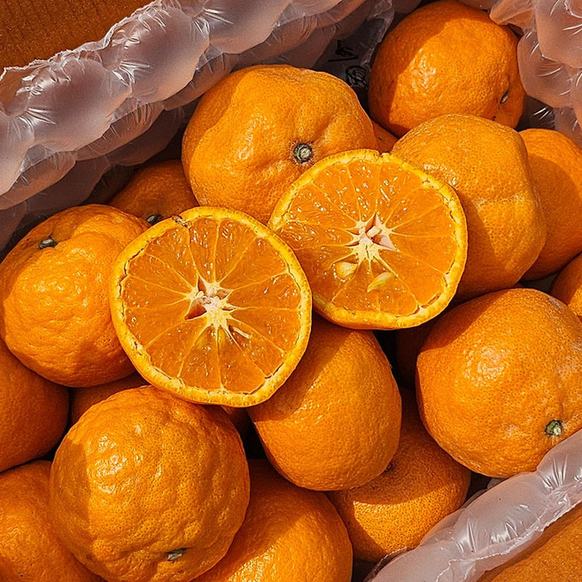 제주 카라향 제주도 카라향 택배 카라향 한박스 귤로향 노지카라향 하우스카라향, 1개, 1.5kg 6-9과 대과