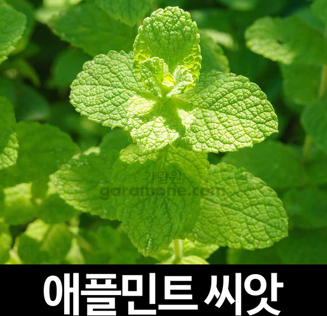 애플민트 씨앗 허브씨앗 허브씨 식물 종자 씨 30알, 1개