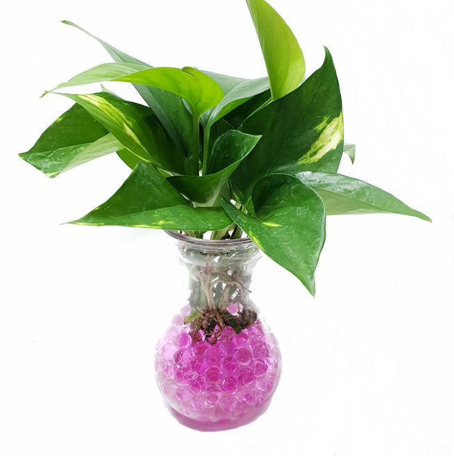 트리앤 젤리소일 1+1 푸딩병 개운죽 / 테이블야자 스킨답서스 아이비식물 워터비즈 답례품 공기정화식물 실내습도조절 유리병 칼라소일 칼라스톤 칼라자갈 색돌 수경식물, 13-5. 라인병 젤리 스킨(핑크) 1개