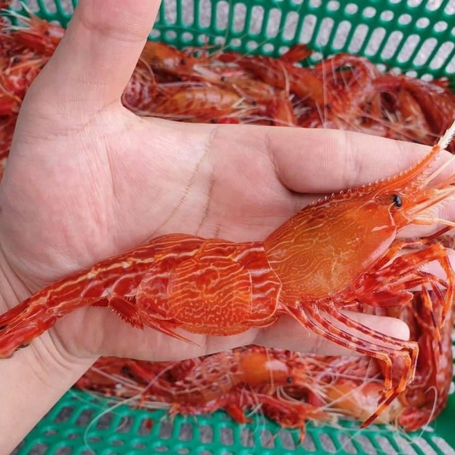 [산지직송] [산소포장] 당일조업 싱싱한 독도새우 활 도화새우 꽃새우, 1박스, 도화새우 꽃새우 혼합 500g