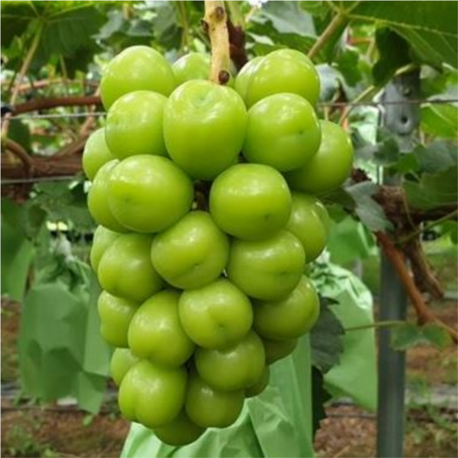 ( 경북 김천시 ) 프리미엄 고당도 샤인머스켓, 1개, 4kg ( 4 - 5수 )