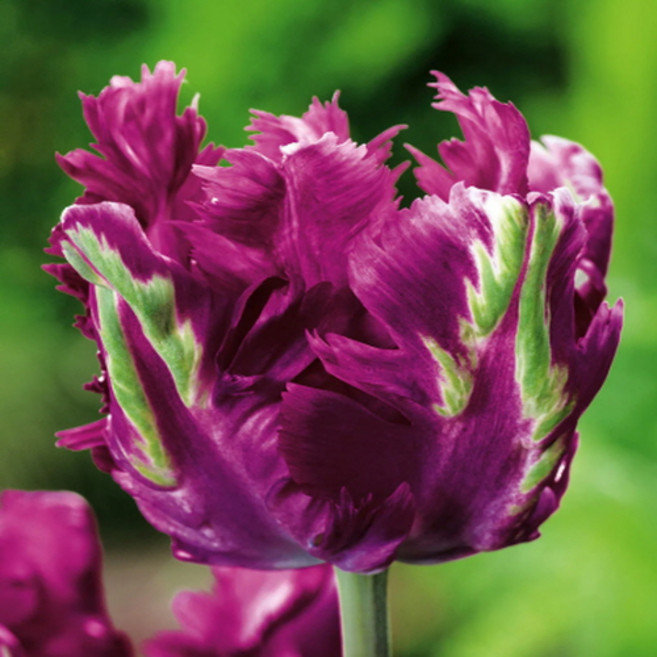 튤립 구근 유럽수입 5구 세트, 1세트, 네그리타패럿 5구