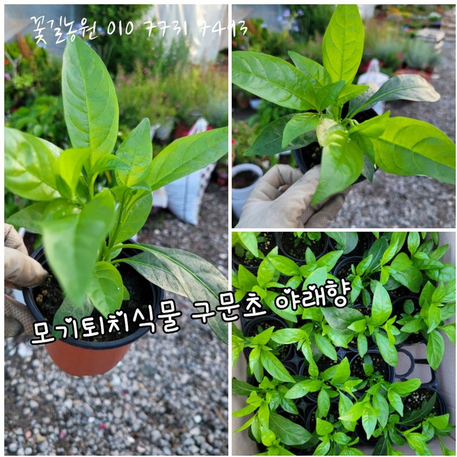 야래향 야레향 모기퇴치 신상품220701일 특 랜덤 공기정화식물/미세먼지/공기정화효과 공기정화식물, 1개