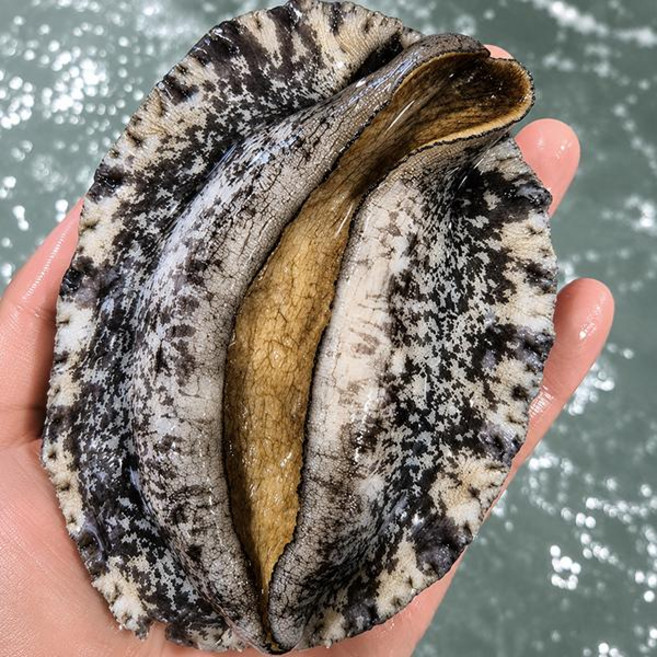동원수산 완도 황금전복1kg(4~5미내외), 단품, 단품