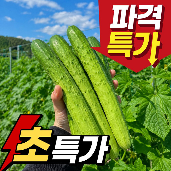 [한정초특가] 100% 국내산 농장직송 오이 백오이, 1박스, 2kg(10개 내외)