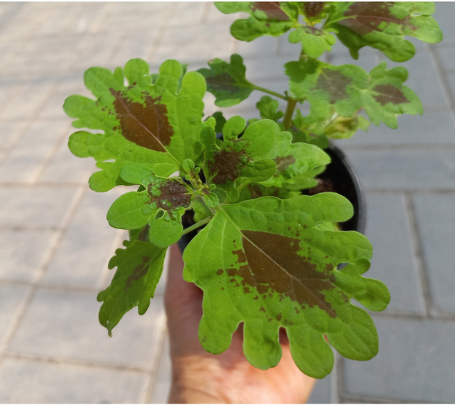 콜레우스 잉키핑거스 호리우스 콜리우스 인테리어식물 실내식물 관엽식물 토분 풀잎이야기, 기본 플라스틱 포트, 1개