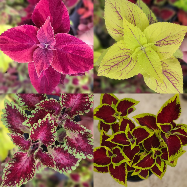 안녕두구동 콜레우스 4종키우기쉬운식물 관엽식물 공기정화식물, 1개