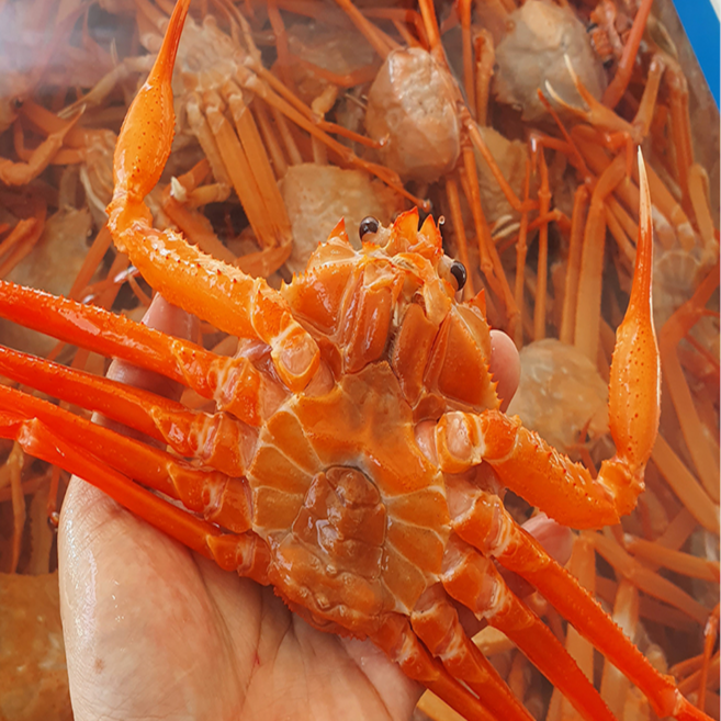 (산지직송) 박달홍게 수율90% 프리미업 당일조업 자숙5KG(15마리내외), 1박스, 5kg